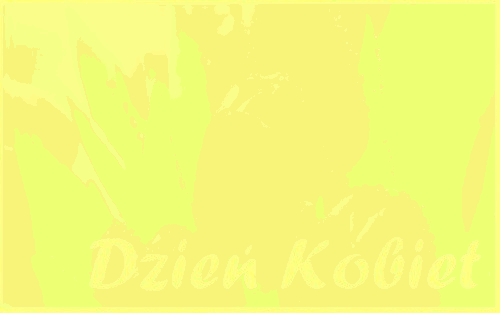 Tulipany w deszczu na dzień kobiet